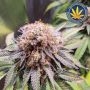 Mimosa Punch Feminized Marijuana Strain by Advanced Seeds For Sale Online at Cannabis Seeds Outlet
