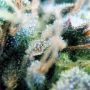 Cannabis Seeds Outlet White Cheese Smoke Buds Weed Ganja Skunk Dope Pot Images Pics Nuggets
