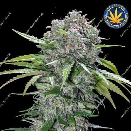 San Bacio Burger Feminized Marijuana Strain by Advanced Seeds For Sale Online at Cannabis Seeds Outlet