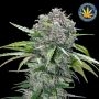 San Bacio Burger Feminized Marijuana Strain by Advanced Seeds For Sale Online at Cannabis Seeds Outlet