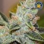 Advanced Seeds Fire Dog Auto Smoke Buds Weed Ganja Skunk Dope Pot Images Pics Nuggets