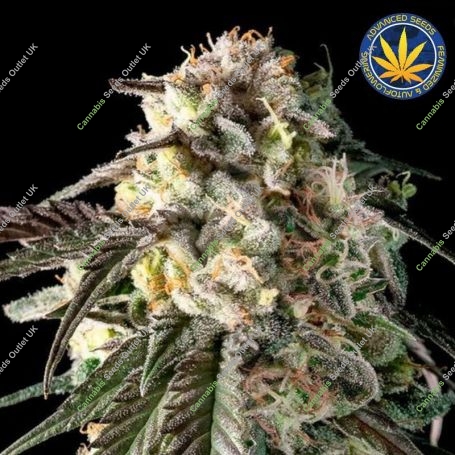 Fire Dog Auto Feminized Marijuana Strain by Advanced Seeds For Sale Online at Cannabis Seeds Outlet