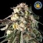 Fire Dog Auto Feminized Marijuana Strain by Advanced Seeds For Sale Online at Cannabis Seeds Outlet