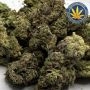 Mimosa Punch Auto Feminized Marijuana Strain by Advanced Seeds For Sale Online at Cannabis Seeds Outlet