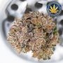 Advanced Seeds Cannabis Strain Mimosa Punch Auto Feminized Marijuana Seeds Original Collector Souvenir Authentic Packaging Packs