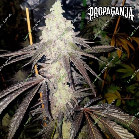 167B Auto Feminized Marijuana Strain by Propaganja Seeds For Sale Online at Cannabis Seeds Outlet