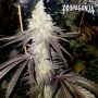167B Auto Feminized Marijuana Strain by Propaganja Seeds For Sale Online at Cannabis Seeds Outlet