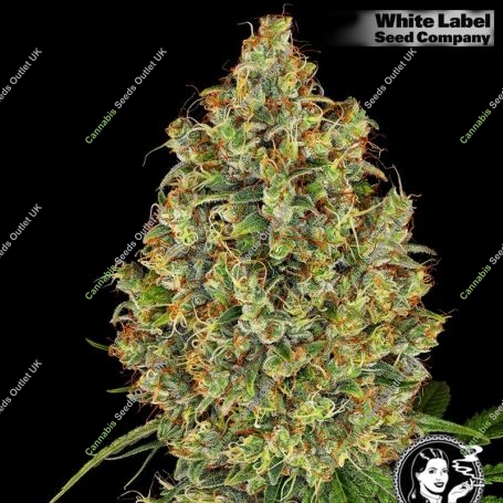AK420 Feminized Marijuana Strain by White Label For Sale Online at Cannabis Seeds Outlet
