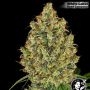 AK420 Feminized Marijuana Strain by White Label For Sale Online at Cannabis Seeds Outlet