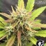 White Label AK420 Smoke Buds Weed Ganja Skunk Dope Pot Images Pics Nuggets
