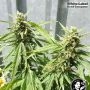 AK420 Feminized by White Label THC Content Potency Strength CBD Height Yield Flowering Time Indica Sativa Genetics