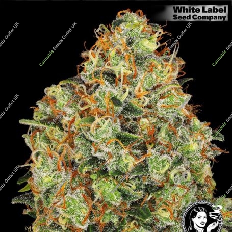 USA Line Sweet Tangerine Tango Auto Marijuana Strain by White Label For Sale Online at Cannabis Seeds Outlet