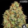 USA Line Sweet Tangerine Tango Auto Marijuana Strain by White Label For Sale Online at Cannabis Seeds Outlet