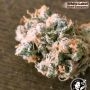 White Label USA Line Sweet Tangerine Tango Auto Smoke Buds Weed Ganja Skunk Dope Pot Images Pics Nuggets