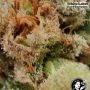 USA Line Sweet Tangerine Tango Auto by White Label THC Content Potency Strength CBD Height Yield Flowering Time Indica Sativa Ge