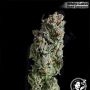 USA Line by White Label THC Content Potency Strength CBD Height Yield Flowering Time Indica Sativa Genetics