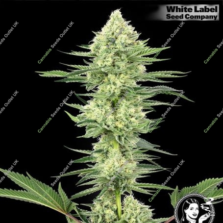 USA Line Marijuana Strain by White Label For Sale Online at Cannabis Seeds Outlet