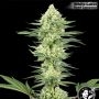 USA Line Marijuana Strain by White Label For Sale Online at Cannabis Seeds Outlet