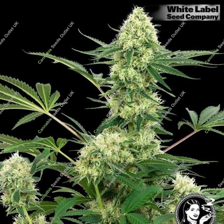 USA Line Wedding Cheesecake Feminized Marijuana Strain by White Label For Sale Online at Cannabis Seeds Outlet