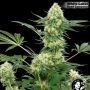 USA Line Wedding Cheesecake Feminized Marijuana Strain by White Label For Sale Online at Cannabis Seeds Outlet