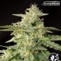 White Label USA Line Wedding Cheesecake Smoke Buds Weed Ganja Skunk Dope Pot Images Pics Nuggets