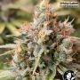 USA Line Wedding Cheesecake Feminized by White Label THC Content Potency Strength CBD Height Yield Flowering Time Indica Sativa 