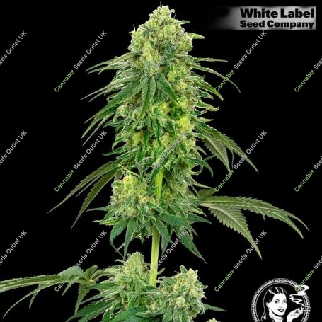 USA Line Strawberry Kush Feminized Marijuana Strain by White Label For Sale Online at Cannabis Seeds Outlet