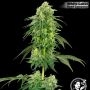 USA Line Strawberry Kush Feminized Marijuana Strain by White Label For Sale Online at Cannabis Seeds Outlet