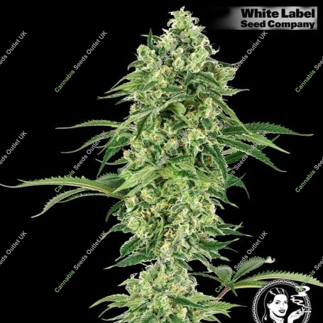 USA Line Nicole Hindu Kush Feminized Marijuana Strain by White Label For Sale Online at Cannabis Seeds Outlet