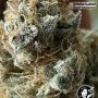USA Line Nicole Hindu Kush Feminized by White Label THC Content Potency Strength CBD Height Yield Flowering Time Indica Sativa G