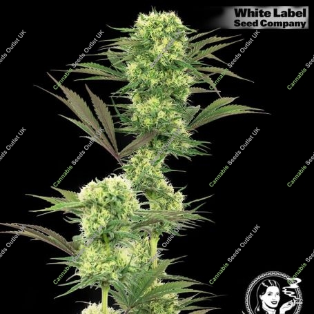 USA Line Guava Jelly Feminized Marijuana Strain by White Label For Sale Online at Cannabis Seeds Outlet