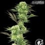 USA Line Guava Jelly Feminized Marijuana Strain by White Label For Sale Online at Cannabis Seeds Outlet