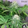 White Label USA Line Guava Jelly Smoke Buds Weed Ganja Skunk Dope Pot Images Pics Nuggets