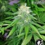 USA Line Guava Jelly Feminized by White Label THC Content Potency Strength CBD Height Yield Flowering Time Indica Sativa Genetic