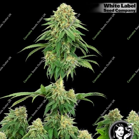 USA Line Girl Scout Cookies Feminized Marijuana Strain by White Label For Sale Online at Cannabis Seeds Outlet