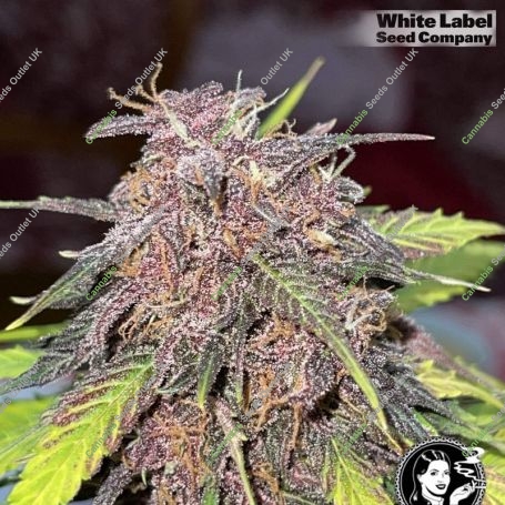 USA Line Gelato 420 Feminized Marijuana Strain by White Label For Sale Online at Cannabis Seeds Outlet