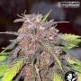 USA Line Gelato 420 Feminized Marijuana Strain by White Label For Sale Online at Cannabis Seeds Outlet
