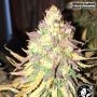 White Label USA Line Double Banana Kush Smoke Buds Weed Ganja Skunk Dope Pot Images Pics Nuggets