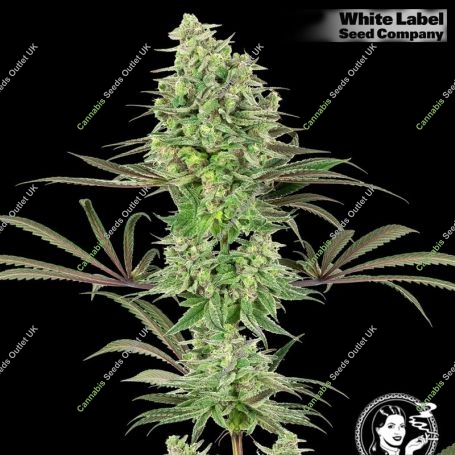 USA Line Double Banana Kush Feminized Marijuana Strain by White Label For Sale Online at Cannabis Seeds Outlet