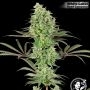 USA Line Double Banana Kush Feminized Marijuana Strain by White Label For Sale Online at Cannabis Seeds Outlet