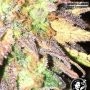 USA Line Double Banana Kush Feminized by White Label THC Content Potency Strength CBD Height Yield Flowering Time Indica Sativa 