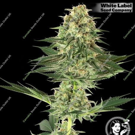 USA Line Banana Kush Feminized Marijuana Strain by White Label For Sale Online at Cannabis Seeds Outlet
