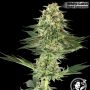 USA Line Banana Kush Feminized Marijuana Strain by White Label For Sale Online at Cannabis Seeds Outlet