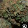 USA Line Banana Kush Feminized by White Label THC Content Potency Strength CBD Height Yield Flowering Time Indica Sativa Genetic