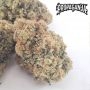 Propaganja Seeds Cannabis Strain The Chupacabra Feminized Marijuana Seeds Original Collector Souvenir Authentic Packaging Packs