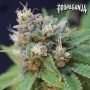 The Chupacabra Feminized Marijuana Strain by Propaganja Seeds For Sale Online at Cannabis Seeds Outlet