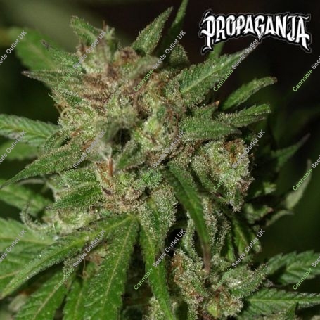 Red Neck Poison Feminized Marijuana Strain by Propaganja Seeds For Sale Online at Cannabis Seeds Outlet