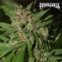 Red Neck Poison Feminized Marijuana Strain by Propaganja Seeds For Sale Online at Cannabis Seeds Outlet