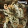 Propaganja Seeds Cannabis Strain Red Neck Poison Feminized Marijuana Seeds Original Collector Souvenir Authentic Packaging Packs