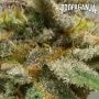 Propaganja Seeds Cannabis Strain BIG Kahoona Feminized Marijuana Seeds Original Collector Souvenir Authentic Packaging Packs